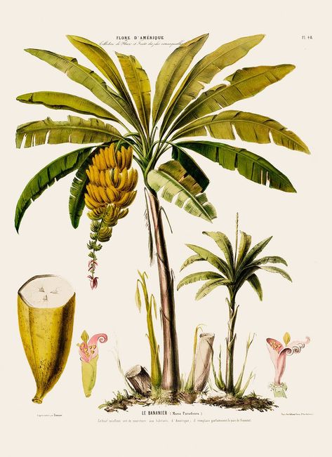 Banana tree png