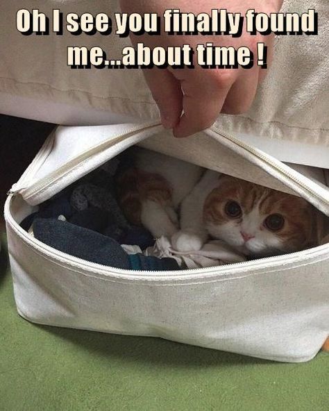 Söt Katt, Funny Cat Memes, Cute Cats And Kittens, Cute Animal Pictures, Cute Kittens, Silly Cats, Funny Animal Pictures, Animal Memes, Cute Funny Animals