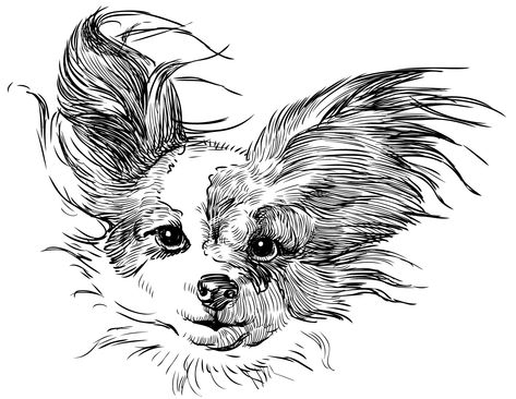 Dog Line Drawing, Papillon Puppy, Best Embroidery Machine, Drawing Dog, Dog Embroidery, Papillon Dog, Silhouette Clip Art, Dog Pin, Hand Art Drawing