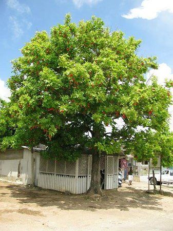 Ackee Tree, Tree Restaurant, Drainage Pipe, Negril Jamaica, Negril, Fruit Plants, Fruit Trees, Jamaica, Trip Advisor