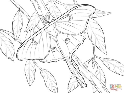 Moth Coloring Page, Nocturnal Creatures, Luna Moths, Moth Drawing, Insect Coloring Pages, Colouring Pictures, Atlas Moth, Lunar Moth, Leather Patterns