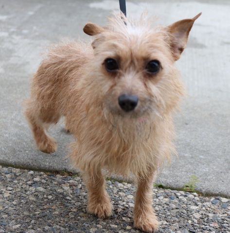 small dog Small Mutt Dogs, Mutt Dog, Doggy Daycare, Chico California, Shelter Animals, Chihuahua Dog, Cat Claws, All About Animals, Baby Puppies