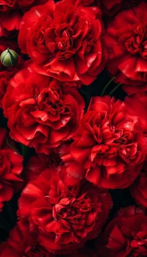 Red Events, Red Flower Wallpaper, Iphone Wallpaper Landscape, Red Carnation, Floral Wallpaper Iphone, Pretty Phone Wallpaper, Carnation Flower, Abstract Iphone Wallpaper, Watercolor Flowers Paintings