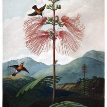 Plants – Page 16 – Old Book Illustrations Plant Poster, Sensitive Plant, Fabric Panel Quilts, John Thornton, Hummingbird Art, Vintage Birds, Stock Paper, Fine Arts Posters, Artist Canvas