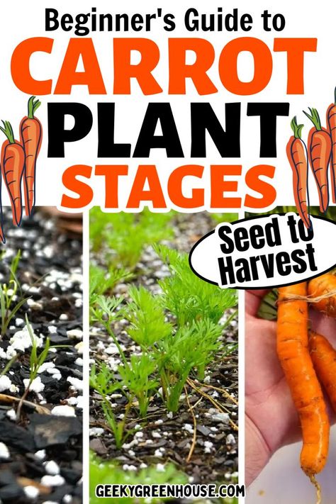 Growing carrots can be a tricky process, but this step-to-step guide will help you identify your different carrot plant stages. If you're growing carrots in raised beds or growing this vegetable in the ground, you'll want to know exactly when to harvest for the best tasting carrots. Plant Growth Stages, Carrot Plant, W Pictures, How To Plant Carrots, Growing Carrots, Plant Growth, Raised Beds, Growing Vegetables, Beginners Guide