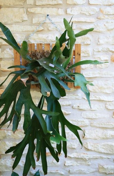 wall-mounted staghorn fern. perfect plant for indoor, possibly for office/small space. just mist once a week as maintenance. great for anyone without a green thumb. Staghorn Fern Mount, Staghorn Fern, نباتات منزلية, Thriving Garden, Perfect Plants, Exotic Plants, Tropical Garden, Plant Life, Tropical Plants