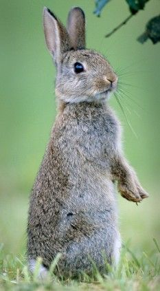 Rabbit Pictures, Rabbit Colors, 달력 디자인, Rabbit Drawing, Rabbit Cages, Wild Rabbit, Pet Bunny, Rabbit Art