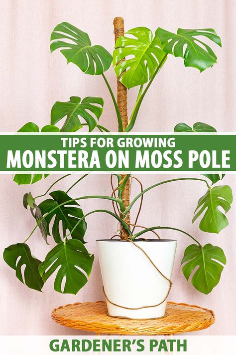 Moss poles aren’t just a fancy accessory for growing monstera plants. They’re a necessity for healthy growth and an attractive appearance. Learn all about how to use moss poles for support to help your Swiss cheese plants thrive in this guide on Gardener's Path. #monstera #swisscheeseplant #houseplants #gardenerspath Growing Monstera, Monstera Plant Care, Growing Moss, Monstera Plants, Moss Pole, Corn Plant, Swiss Cheese Plant, Plant Help, Indoor Trees