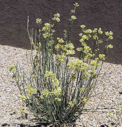 Asclepias subulata: Rush Milkweed / Desert Milkweed Desert Milkweed, Milkweed Garden, Butterfly Food, Milkweed Plant, Backyard Plan, California Desert, Wildlife Gardening, Pollinator Garden, Blooming Plants