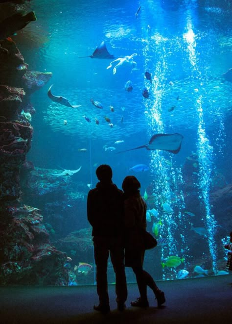 Love this so much Aquarium Pictures, Dream Dates, Cute Date Ideas, Dream Date, Aesthetic Couple, Goals Pictures, Relationship Goals Pictures, Perfect Date, Photo Couple