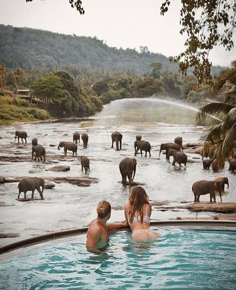 I could think of worse ways to spend a warm and sunny afternoon 😍 beautiful swimming pool views over Pinnawala Elephant Orphanage, Sri Lanka. #wildestsrilanka | 📸 Daniel Visnyay (@dan_vsny) Protective Styles For Natural Hair Short, Rome Winter, Lucky Seven, Top Honeymoon Destinations, Hotel Beach, The World Is Your Oyster, World Is Your Oyster, Beach Hotel, Sea View