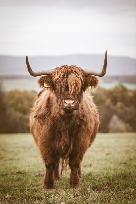 brown yak photo during daytime #5K #wallpaper #hdwallpaper #desktop Highland Cow Photography, Miniature Cattle, Cow Photography, Cow Art Print, Cow Wallpaper, Highland Cow Art, Cow Print Wallpaper, Fluffy Cows