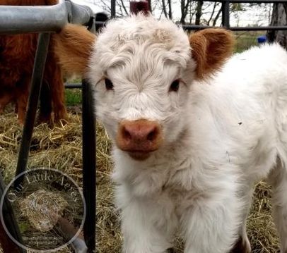 Miniature cows for sale in the spring at Our Little Acres located in Minnesota. Tiny Fluffy Cow, Small Fluffy Cow, Miniature Cows Breeds, Miniature Scottish Highland Cow, Mini Hiland Cow, Mini Cow Breeds, Miniature Fluffy Cow, Fluffy Miniature Cows, Mini High Park Cows