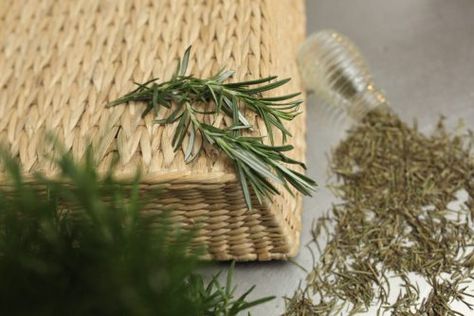 DIY Rosemary Memory Elixir | Herbal Academy | Keep your brain active and healthy with this DIY Rosemary Memory Elixir! Herbs For Memory, Rosemary Apothecary, How To Make Rosemary Tincture, Rosemary Memory Elixir, Aromatica Rosemary Root Enhancer, Rosemary Gladstar, Herbal Education, Human Memory, Memory Words