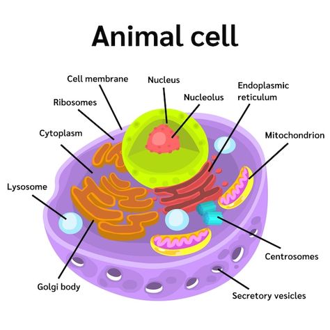 Animal Cell Anatomy, Animal Cell Drawing, Cell Anatomy, Animal Cell, Cell Membrane, The Cell, Animal Drawings, Premium Vector, Anatomy