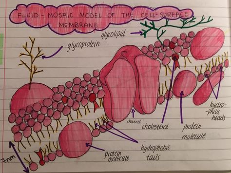 Plasma Membrane Project, Cell Membrane Diagram, Cell Membrane Notes, Cell Membrane Drawing, Alevel Biology, Enzymes Biology, Animal Cell Drawing, Human Eye Diagram, Cell Biology Notes