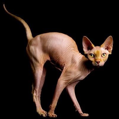 chat sphynx #SphynxCat Sphynx Cat Photography, Chat Sphynx, Devon Rex Cats, Sphynx Cats, Cat Anatomy, Sphinx Cat, Animals Photography, Rex Cat, Hairless Cat