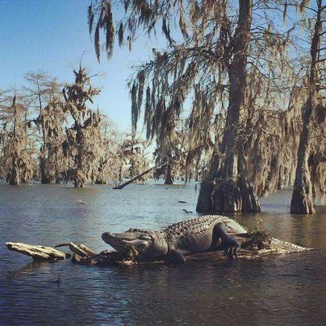 Alligator Alligators Art, Caddo Lake, Louisiana Swamp, Louisiana Bayou, Louisiana Homes, Louisiana Art, Beautiful Wildlife, Water Birds, Image Nature