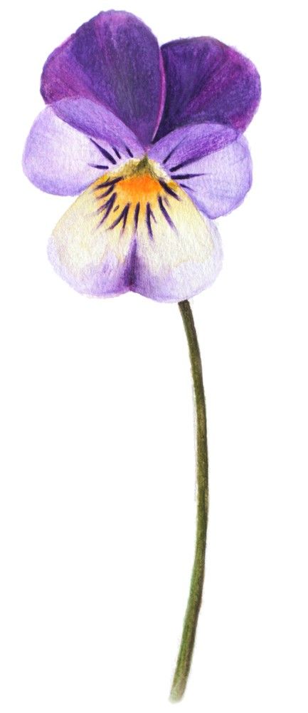 Pansy Tattoos, Johnny Jump Up Flowers, Violet Tattoos, Pansy Tattoo, Violet Flower Tattoos, Vintage Flower Tattoo, Violet Tattoo, Wild Pansy, Johnny Jump Up