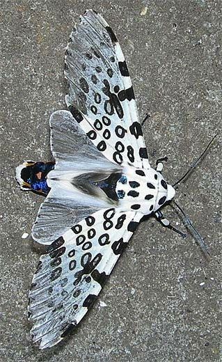 Giant leopard moth or Eyed tiger moth (Hypercompe scribonia) Giant Leopard Moth, Leopard Moth, Photo Papillon, Cool Insects, Tiger Moth, Moth Caterpillar, Beautiful Bugs, Butterfly Pictures, Arthropods