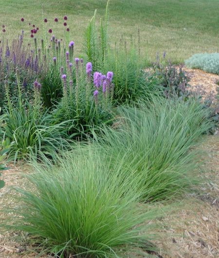 Tips for Planting a Boulevard Garden - Minnesota State Horticultural Society Minnesota Native Plants Landscapes, Mn Native Landscaping, Minnesota Native Garden, Minnesota Native Plants, Boulevard Planting, Boulevard Landscape, Xeroscaping Backyard, Minnesota Gardening, Boulevard Garden