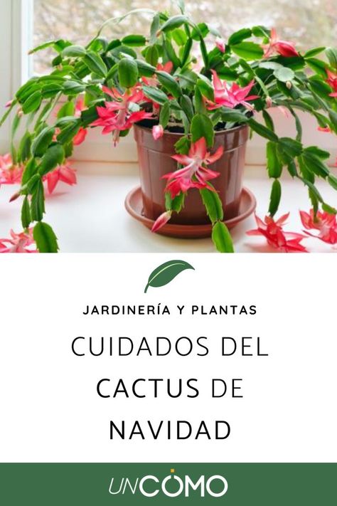 Flower Garden Design, Terrarium Plants, Luz Natural, Flower Pots, Flower Garden, Planting Flowers, Garden Design, Planter Pots, Cactus