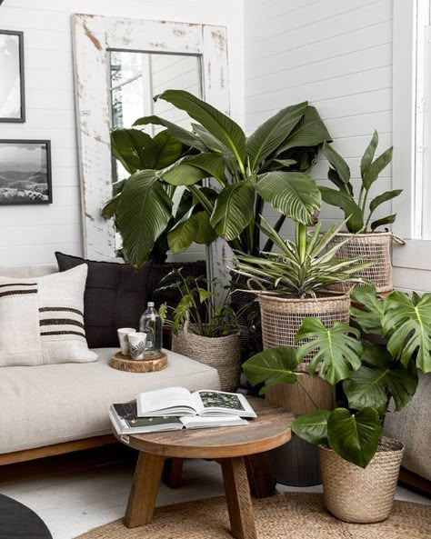 How to Arrange Plants in Living Room: 20 Fun Ideas to Test 6 Room Plants Decor, Indoor Plants Decor Living Room, Plant Decor Living Room, Living Room Plants Decor, Room Plants, Plant Styling, Plant Corner, Living Room Plants, Plant Decor Indoor