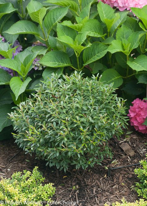 Inkberry Holly, Urban Gardening Ideas, Holly Shrub, Proven Winners Plants, Holly Plant, Small Japanese Garden, Plant Catalogs, Small Shrubs, Garden Shrubs