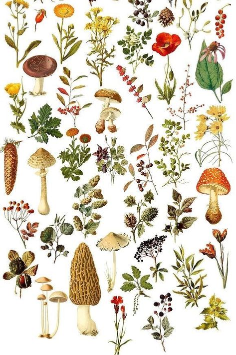 Autumn Botanical Illustration, Plants And Mushrooms, Woodland Illustration, Cards Poster, Illustration Botanical, Frida Art, Arte Peculiar, Mushroom Art, Botanical Drawings