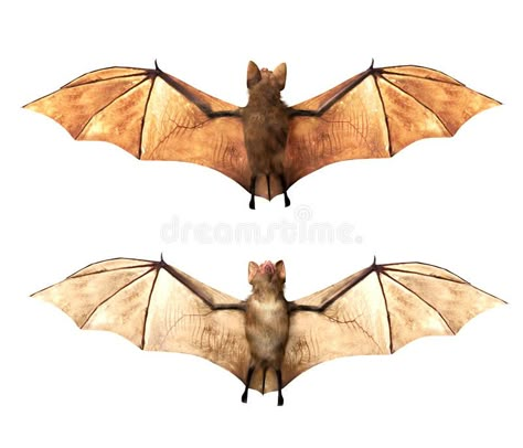 Bat Anatomy, Bat Photos, Vampire Bats, Animal Studies, Cartoon Bat, Bat Flying, Wild Animals Photography, Bat Costume, Bat Tattoo