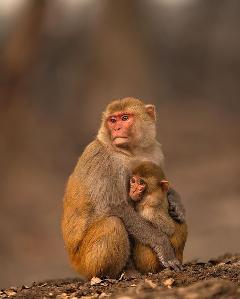 Winter Cuddles, Rhesus Monkey, Rhesus Macaque, Macaque Monkey, Snow Monkey, Wild Animals Photos, Monkey Pictures, Great Ape, Pet Monkey