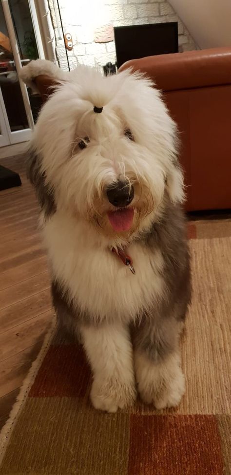 English Sheepdog Puppy, Sheep Dog Puppy, English Sheep Dog, Sheep Dogs, Sheep Dog, Dogs Lover, English Sheepdog, Old English Sheepdog, Must Love Dogs