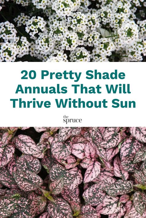 Shade Annual Flowers, Annuals For Shade, Full Shade Flowers, Annual Flowers For Shade, Shady Backyard, Shade Annuals, Small Balcony Garden, Potato Vines, Perennial Shrubs