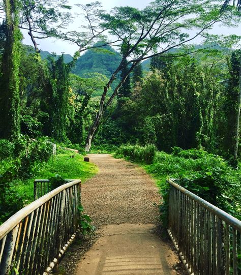 moana falls hike, oahu Fall Hiking, Moana, Oahu, Hawaii, Country Roads, Hiking, Road, Travel