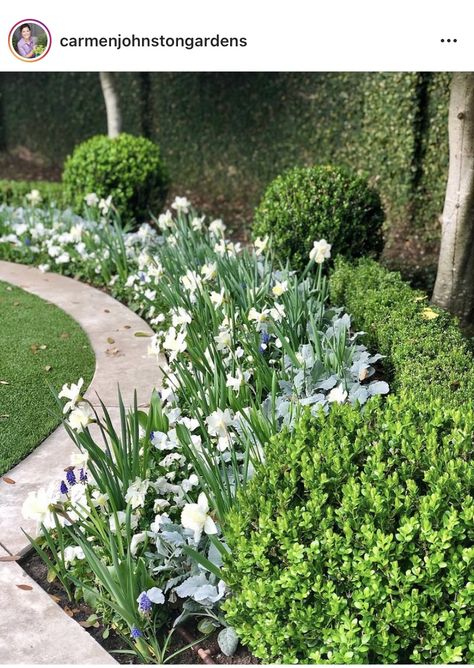 Hyacinths Garden, Plant Beds, Courtyard Plants, Landscape Curbing, Creative Garden Decor, Herb Garden Design, Garden Bulbs, Moon Garden, Home Landscaping