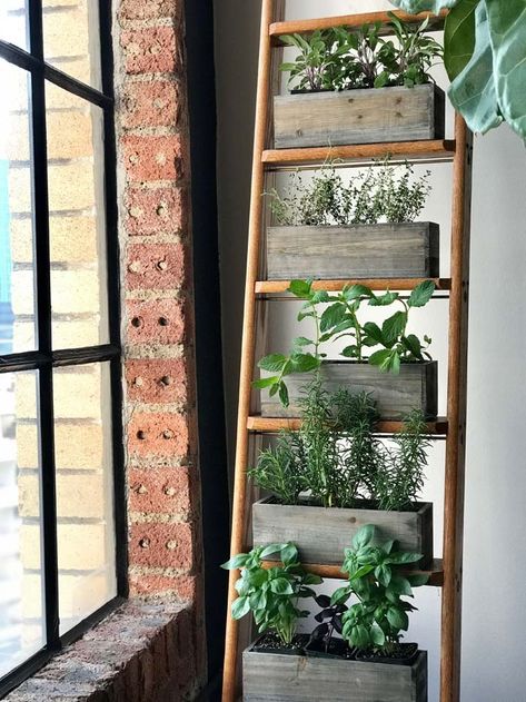 Herb Garden on a Ladder #ladderplanter #decorhomeideas Ladder Planter, Vertical Herb Gardens, Garden Ladder, Diy Garden Landscaping, Garden Sage, Funny Vine, Vertical Garden Indoor, Library Ladder, Diy Herb Garden