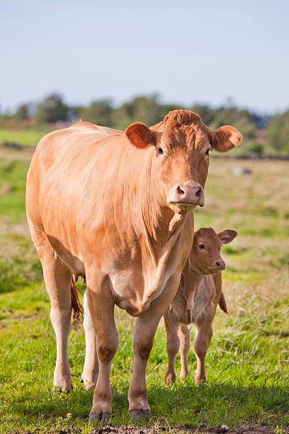 Dexter Cattle, Pet Cows, Hereford Cows, Cow Pose, Beautiful Chickens, Cow Pictures, Cattle Farming, Animal Icon