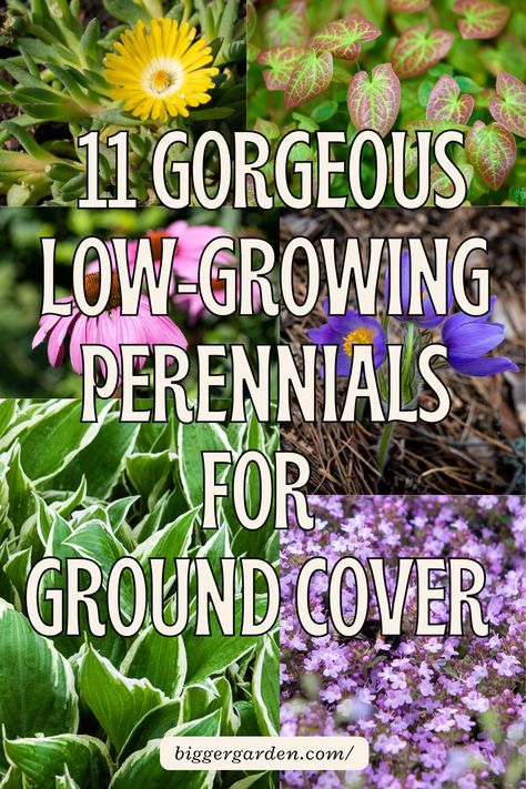 Learn about 11 low-growing perennials that are perfect for ground cover. These best plants for landscaping front yards will fill full flower beds and provide easy front flower bed ideas. Great for flower beds on the side of the house, they fit front yard landscaping perennials and complement simple bushes in front of the house. Discover perennial flower bed ideas for your front yard and easy garden plants to grow. Front Yard Ground Cover Ideas, Low Growing Perennials, Front Flower Bed Ideas, Flowering Kale, Growing Thyme, Front Flower Bed, Front Flower Beds, Front Yards Curb Appeal, Plantain Lily