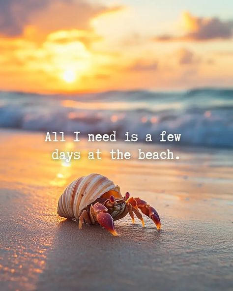 Beachy Girl, Beach Place, Clean Lifestyle, Morning Gif, Surf Lifestyle, Shell Beach, Beach Quotes, Beach Living, Coastal Art