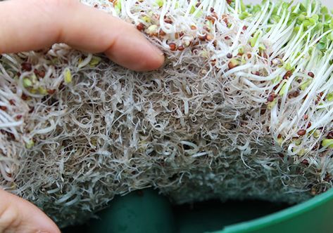 How To Grow Alfalfa Sprouts At Home, How To Grow Chia Sprouts, How To Sprout Flax Seeds, Grow Sprouts At Home, Making Sprouts At Home, How To Grow Alfalfa Sprouts, How To Grow Chia Seeds At Home, Diy Sprouting Trays, How To Grow Sprouts At Home