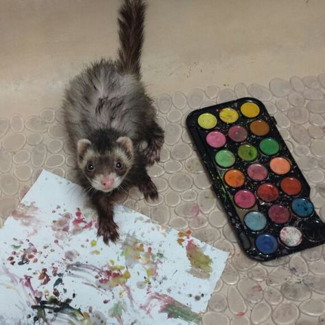 Ferret art by bandit Diy Ferret Stuff, Ferret Art, Ferret Accessories, Ferret Diy, Baby Ferrets, Susanoo Naruto, Funny Ferrets, Pet Ferret, Cute Ferrets