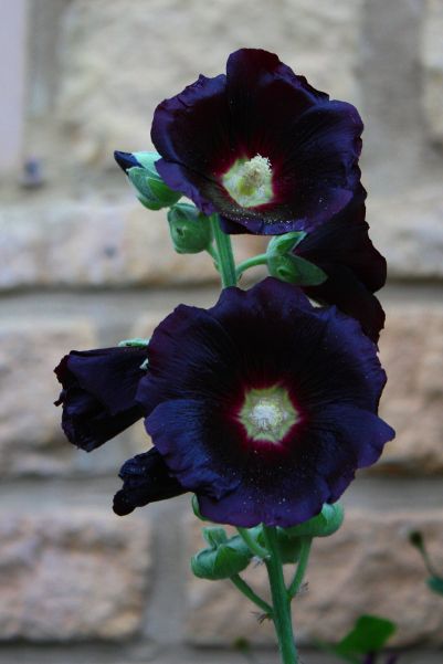 Black Hollyhock, Growing Hollyhocks, Hollyhock Seeds, Hollyhock Flower, Portulaca Flowers, Flower References, Hollyhocks Flowers, Goth Garden, Balcony Flowers