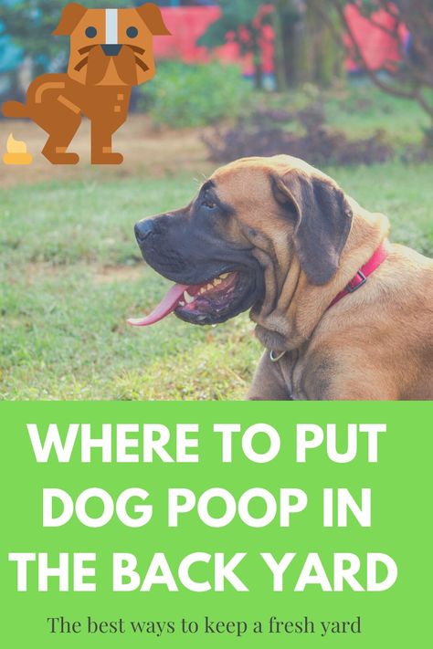 Dog Pooping In House, Dog Poop Area, Dog Potty Area, Dog Poo, Dog Quotes Love, King Charles Dog, Dog Potty Training, Dog Area, Cheap Dogs