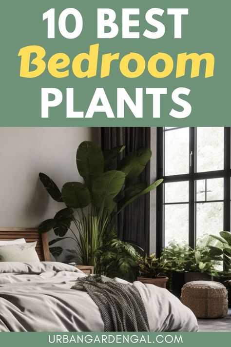 indoor plants in a bedrom Indoor Plants Decor Bedroom, Indoor Plants Bedroom, Bathroom Plants Decor, Bedroom Plants Decor, Best Plants For Bedroom, Low Maintenance Indoor Plants, Indoor Plants Low Light, Tropical Bedrooms, Hanging Plants Indoor