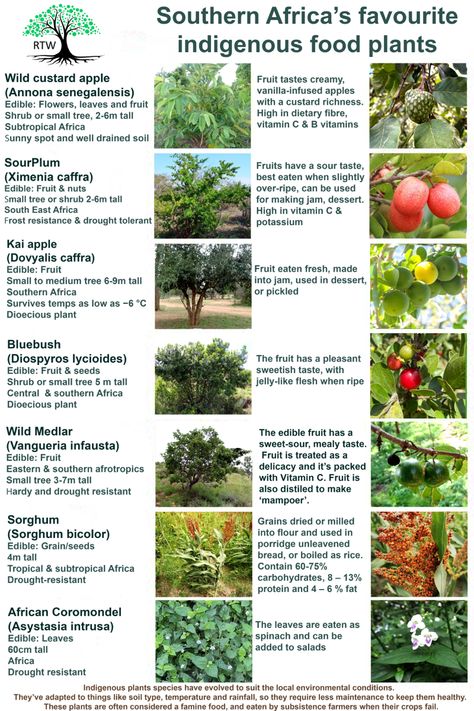 Indigenous fruit trees Wild custard apple (Annona senegalensis), SourPlum (Ximenia caffra), Sorghum (Sorghum bicolor) & African Coromondel (Asystasia intrusa) #ReforestTheWorld Small Fruit Trees, Custard Apple, African Tree, How To Make Jam, Sour Taste, Food Forest, Apple Fruit, Edible Plants, Southern Africa