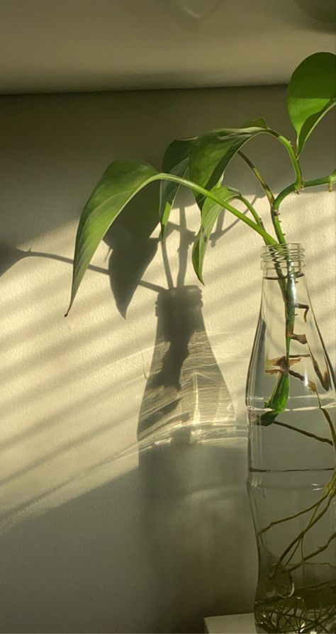 Indoor Plants Aesthetic Minimal, Green Morning Aesthetic, Green Earthy Aesthetic, Plantmom Aesthetic, Earthy Photography, Plant Mom Aesthetic, Sun Morning, Vision 2024, Shadow Plants