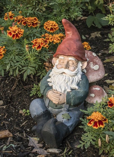 Garden Gnome Information - Learn About The History Of Garden Gnomes Garden Gnomes Statue, Gnome Statues, Easy Landscaping, Garden Gnomes, Garden Gnome, Traditional Garden, Gnomes Crafts, Front Yard Garden, Landscaping Tips