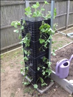 Strawberries in milk crates Crate Gardening, Planter Box Liners, Strawberry Seedlings, Strawberry Planting, Garden Beginner, Garden Landscaping Design, Plastic Milk Crates, Garden Landscaping Design Ideas, Strawberry Tower