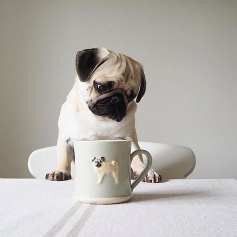 Ceramic Pug, Pug Mug, Ceramics Inspiration, Clay Crafts, Pug, Mug, Ceramics, Tableware, Nails