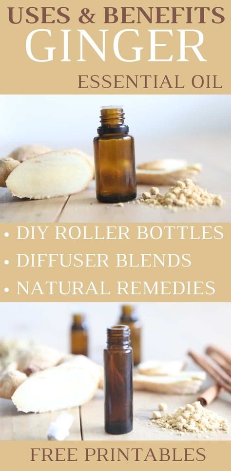 Ginger Essential Oil Highlight | Uses, Benefits, and Recipes - Our Oily House Our Oily House, Fennel Essential Oil, Benefits Of Ginger, Roller Bottle Recipes, Essential Oil Education, Essential Oil Safety, Nerve Health, Ginger Benefits, Ginger Essential Oil